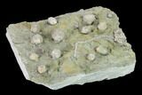 Blastoids and Crinoid Fossil Association Plate - Illinois #135622-1